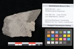 Foto (Objekt + Etikett) von Thinnfeldia lunzensis Ettingshausen (NHMW-GEO-2024-0188-10591)